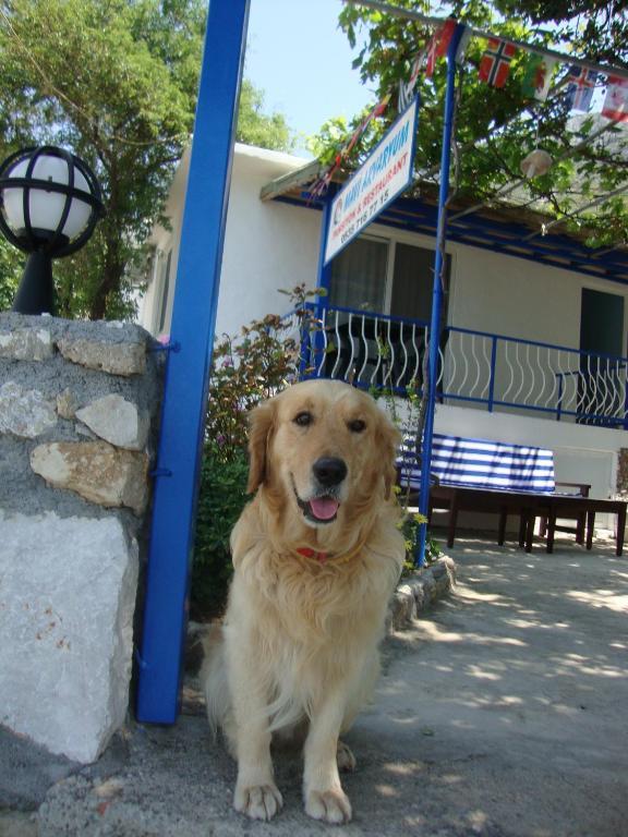 Hotel Mavi Akvaryum Pension à Sogut  Extérieur photo